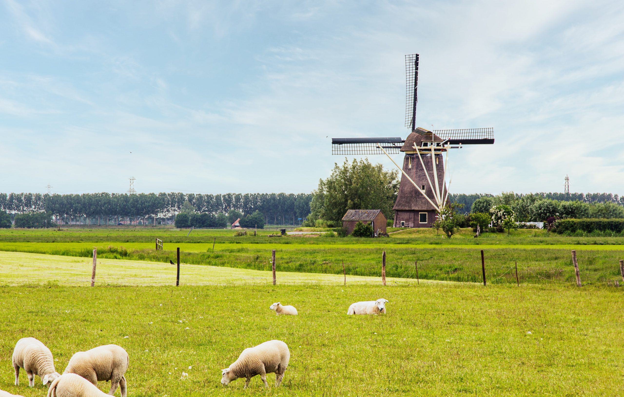 Sheep with windmill